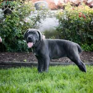 Fiona, Cane Corso Puppy